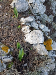 Xanthoria calcicola