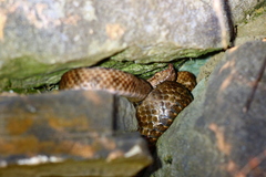 Vipera ammodytes