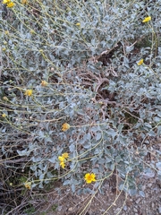 Encelia actoni