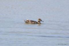 Marmaronetta angustirostris