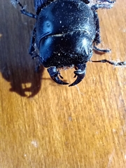 Dorcus parallelus