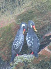 Poikilocarbo gaimardi