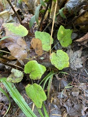 Vancouveria hexandra