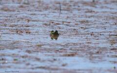 Pelophylax saharicus