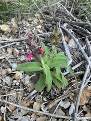 Salvia spathacea