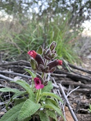 Salvia spathacea