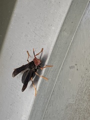 Polistes erythrocephalus