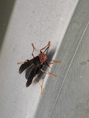 Polistes erythrocephalus