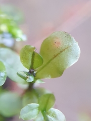 Plagiomnium ellipticum