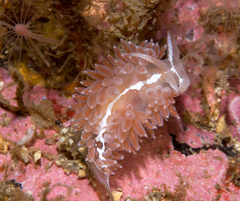 Coryphella