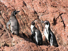 Spheniscus humboldti