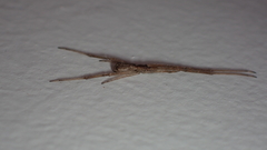 Episinus