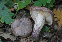 Lactarius violascens
