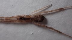 Episinus
