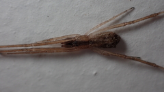 Episinus