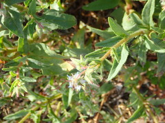 Trichodesma africanum