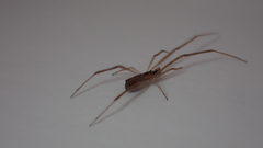 Episinus