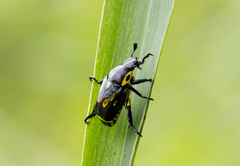 Rutela