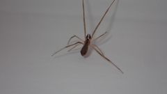 Episinus