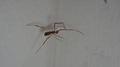Episinus