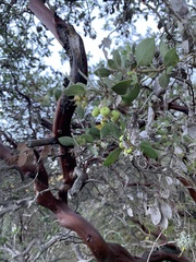 Arctostaphylos pilosula