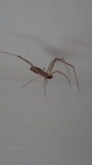 Episinus