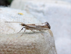 Plutella porrectella