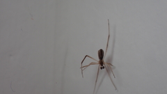 Episinus