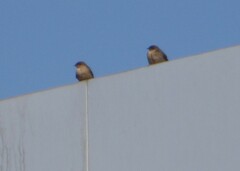 Ptyonoprogne fuligula