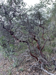 Arctostaphylos pilosula
