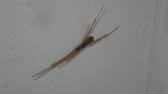 Episinus