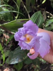Sobralia
