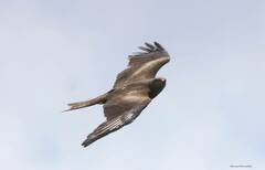 Milvus migrans