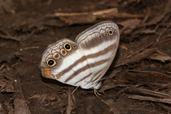 Pareuptychia binocula