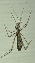 Stenolemus fraterculus