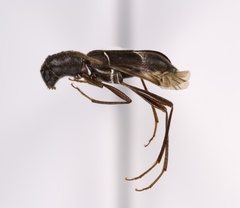 Neoclytus jouteli