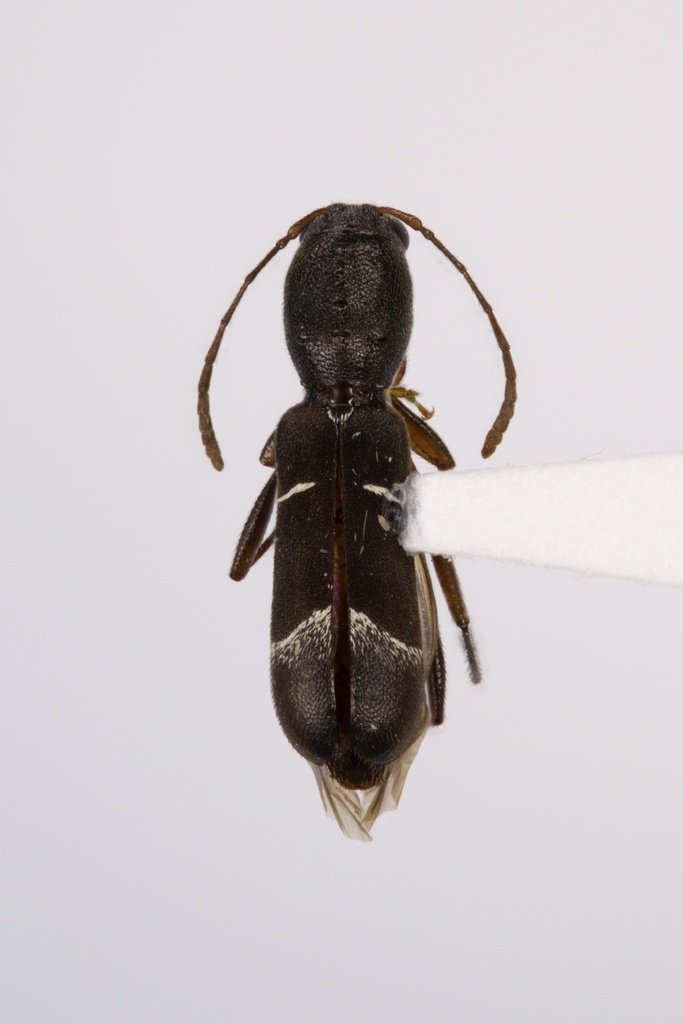 Neoclytus jouteli
