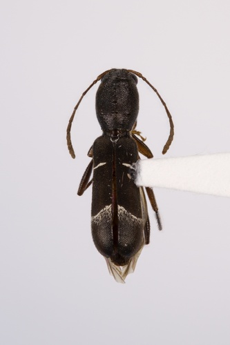 Neoclytus jouteli