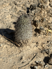 Mammillaria sheldonii