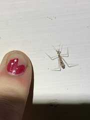 Stenolemus fraterculus