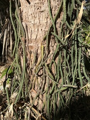 Hylocereeae