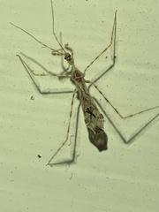 Stenolemus fraterculus