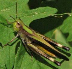 Caledia captiva