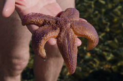 Asterias rubens