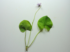Viola palustris