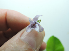 Viola palustris