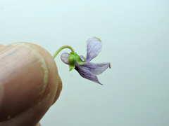 Viola palustris