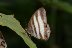 Pareuptychia hesionides