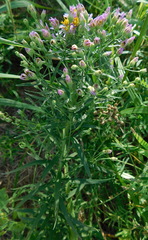 Galatella sedifolia