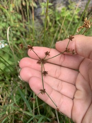 Juncus canadensis
